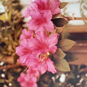 c1970 Original Pink Azalea Steven Willhite Glen Ellen IL Color Photograph